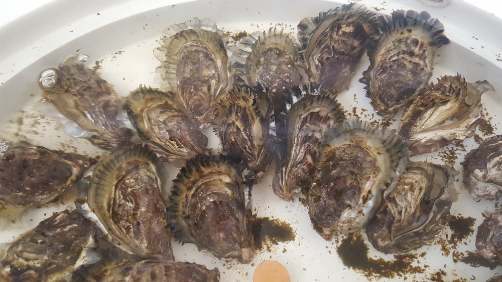 The Hatchery Process Guernsey Sea Farms